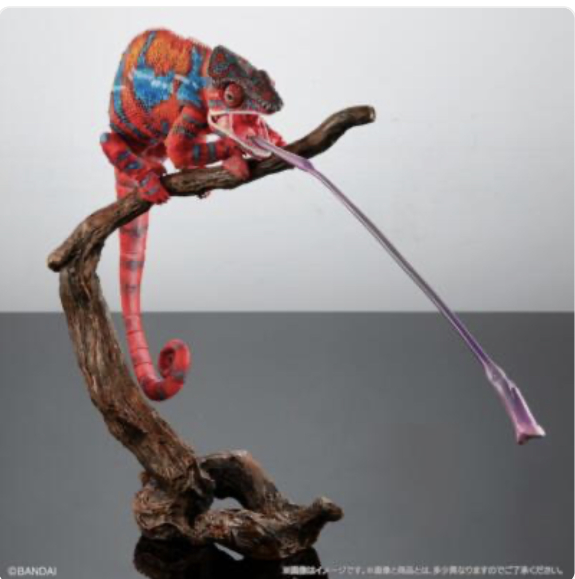 Have a Never Dying Not Eating Chameleon from Japan :: Chameleons